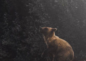 Market Wrap: Altcoins Underperform as Bearish Sentiment Rises – CoinDesk