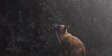 Market Wrap: Altcoins Underperform as Bearish Sentiment Rises – CoinDesk