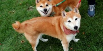 If You Had $1,000 Right Now, Would You Put It On Dogecoin Or Baby Doge Coin? By Benzinga