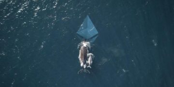 The Small Cap Altcoins That Ethereum Whales Are Bullish On