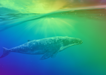 Ethereum Whales Are Preying On These Two Surprising Altcoins