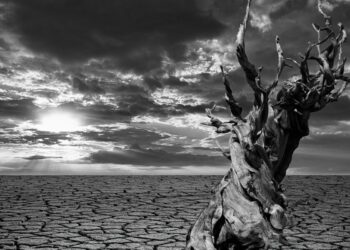 Algorand traders need to know this before they make their first trade