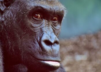 ApeCoin: All that could be in store for APE holders this month