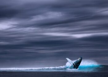 Here’s what ALGO whales are up to while it treads shallow waters