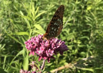 How the decline in pollinators ripples across entire ecosystems