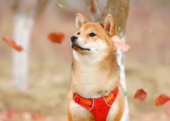 Bulls take Shiba Inu, Dogecoin price higher as financial leaders eye Jackson Hole