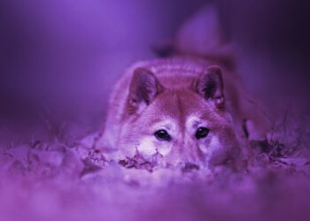 Dogecoin Gets Hit Hardest Among Top 10 Coins in Market Sell Off