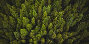 World Bank Affiliate IFC Backs Blockchain-Based Platform for Carbon Offsets – CoinDesk