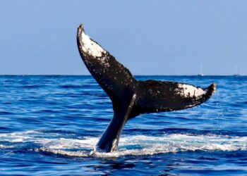 Ripple whales would be responsible for XRP’s next bull run and this is why