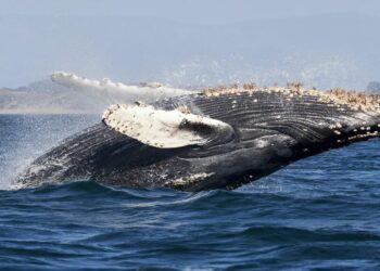 Ethereum ICO whale address moves 145,000 ETH after 3 years of dormancy 