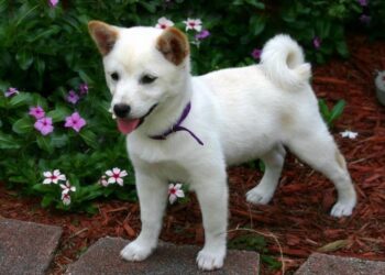 Shiba Inu Coin (SHIB) Price Prediction 2025-2030: A >2800% hike on the cards?