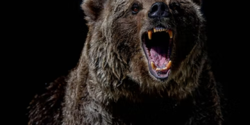 The 7 Best Bear Market Altcoins To Invest In Now