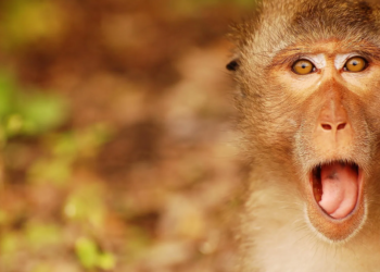 Crypto Words ‘Metaverse’ And ‘Altcoin’ Get Spot In Merriam-Webster Dictionary – Yeet!