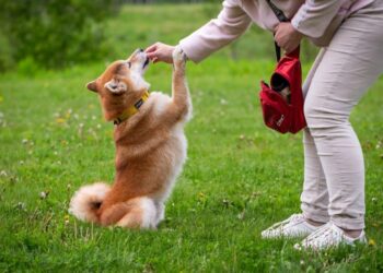 Shiba Inu’s overdependence on Shibburn has led SHIB down this road