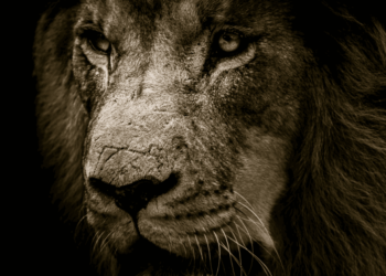 Bitcoin: Merge renders ETH less of a cryptocurrency as per this BTC maximalist