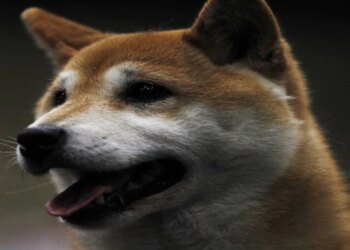 Dogecoin Soars 32% in 24 Hours as Coinbase Hops on the Crypto-Meme Train – CoinDesk