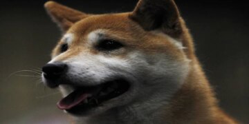 Dogecoin Soars 32% in 24 Hours as Coinbase Hops on the Crypto-Meme Train – CoinDesk