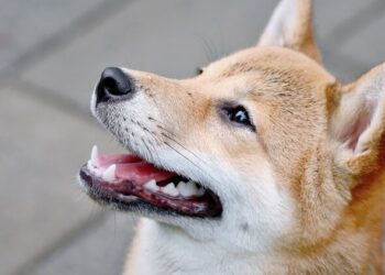 Tech giant Google opens doors to Dogecoin, Shiba Inu and ApeCoin payments