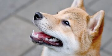 Tech giant Google opens doors to Dogecoin, Shiba Inu and ApeCoin payments