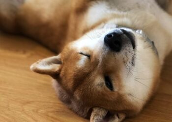 Dogecoin Soars as Elon Musk's Twitter Deal Nears Completion – CoinDesk