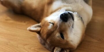 Dogecoin Soars as Elon Musk's Twitter Deal Nears Completion – CoinDesk