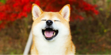 What The Global Release Of Shiba Eternity Mean For SHIB?