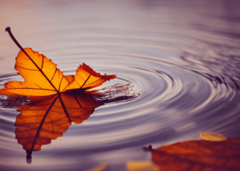 Ripple’s new collaboration may have this in store for NFT enthusiasts