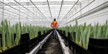 Amid Europe’s energy crisis, this Dutch tulip farmer is swapping gas for heat from Bitcoin mining
