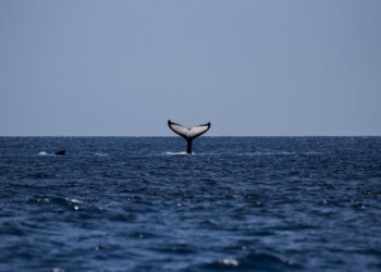 Whales Move Over 275 Million XRP Amid Price Surge