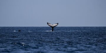 Whales Move Over 275 Million XRP Amid Price Surge