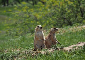 A prairie dog calamity had a ripple effect on other animals