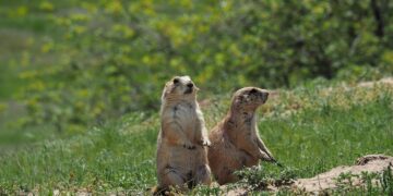 A prairie dog calamity had a ripple effect on other animals