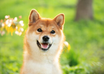 Why Meme Coins Dogecoin and Shiba Inu Were Surging on Saturday